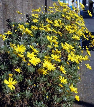 20101205Daisy.jpg