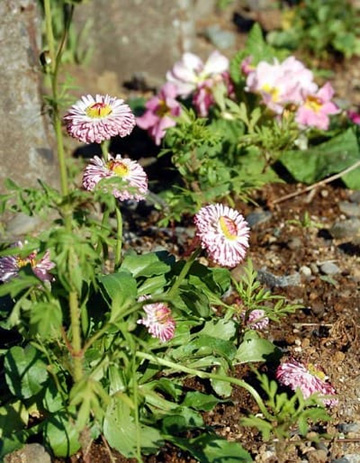 20101205Flower1.jpg