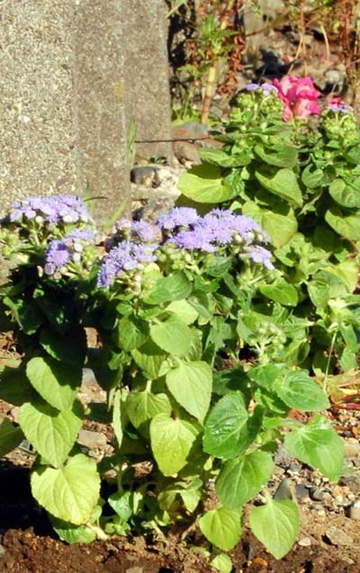 20101205Flower2.jpg