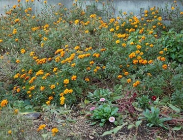 20101205Marygold.jpg