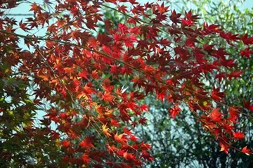 20101205Momiji.jpg