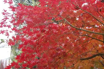 20101215Momiji1.jpg