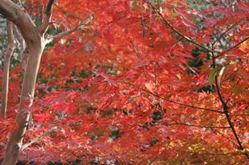 20101215Momiji3.jpg