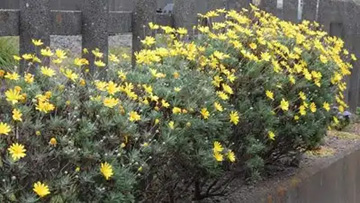 20101221Daisy.jpg