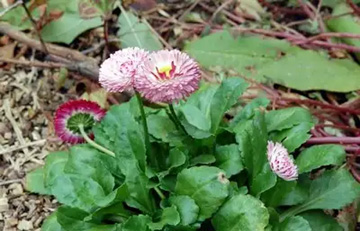 20101221Flower.jpg