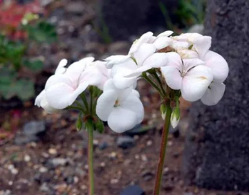 20101221Flower2.jpg