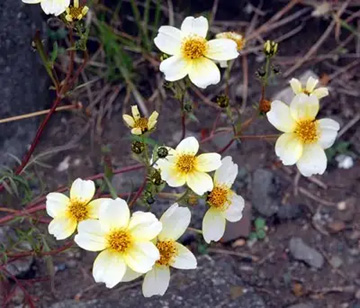 20101221WinterCosmos.jpg