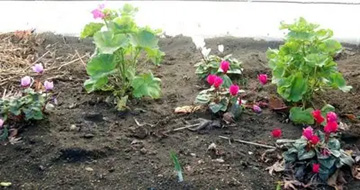 20101223Flower.jpg