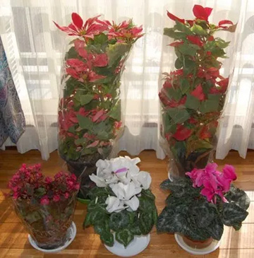 20101226Flower1.jpg