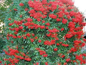 20101226Pyracantha.jpg