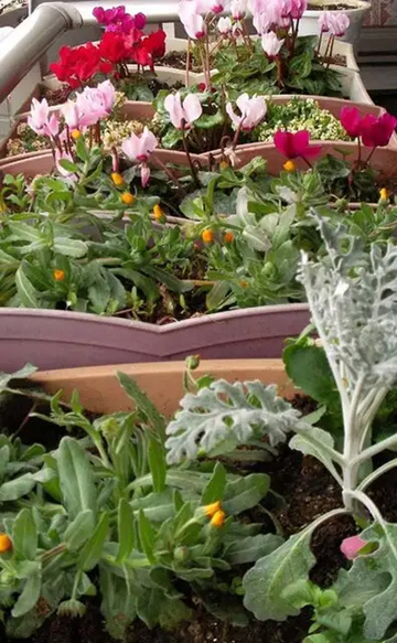 20101230Flower1.jpg