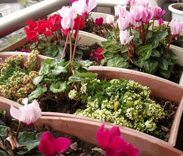 20101230Flower2.jpg