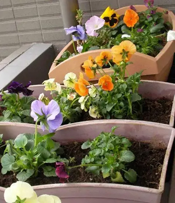 20101230Flower3.jpg