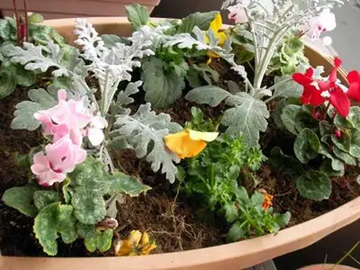 20101230Flower4.jpg