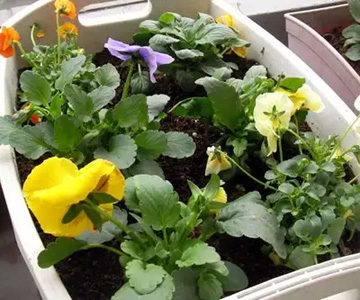 20101230Flower5.jpg