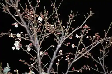 20110110WhitePlum.jpg