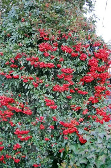 20110114Pyracantha.jpg