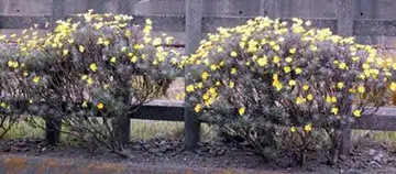 20110115Daisy.jpg