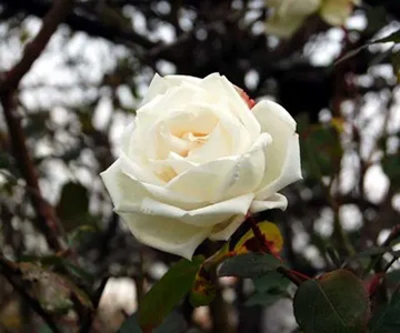 20110115Rose1.jpg