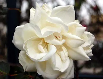 20110115Rose2.jpg