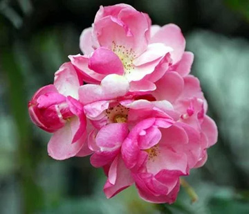 20110115Rose3.jpg