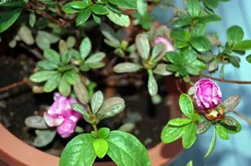 20110118Azalea.jpg