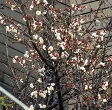 20110119Whiteplum.jpg