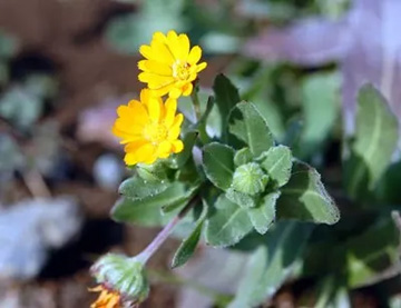 20110204Calendula.jpg