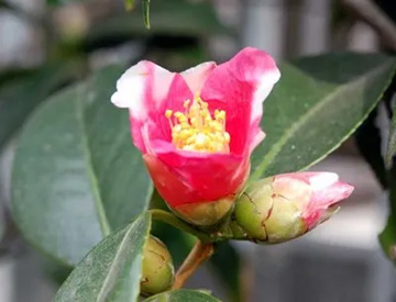 20110205Camellia.jpg