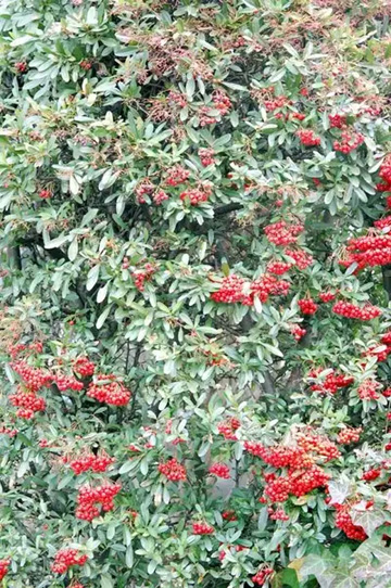 20110205Pyracantha.jpg