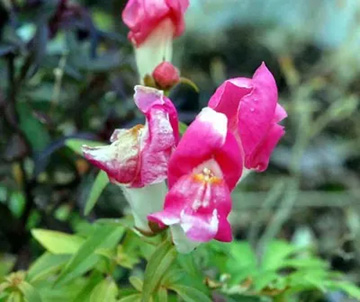 20110213Snapdragon.jpg