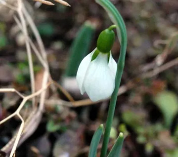 20110213Snowdrop1.jpg