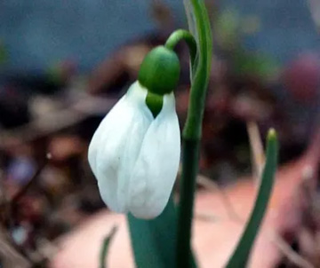 20110213Snowdrop2.jpg