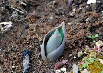20110213Tulip.jpg