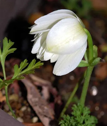 20110219Anemone.jpg