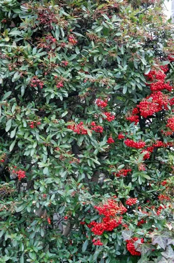 20110220Pyracantha.jpg