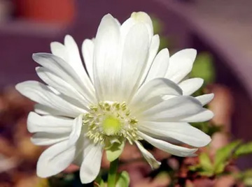 20110222Anemone.jpg