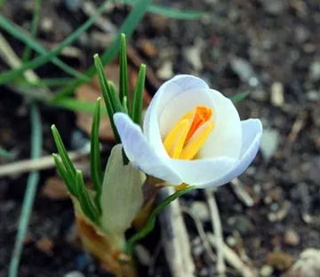 20110225Crocus2.jpg