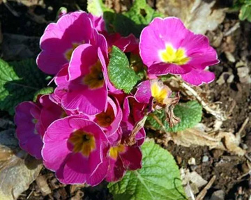20110225Primula.jpg