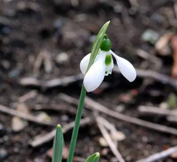 20110225Snowdrop.jpg