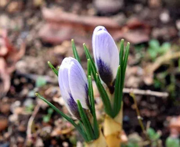 20110226Crocus.jpg