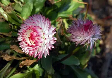 20110226Flower.jpg
