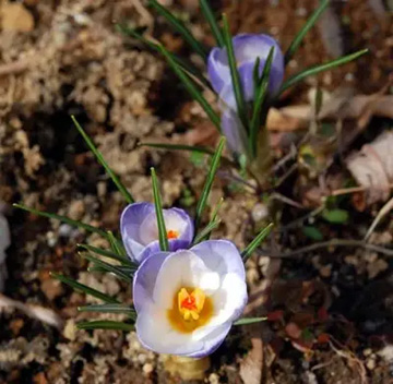 20110227Crocus1.jpg