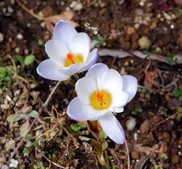 20110227Crocus2.jpg