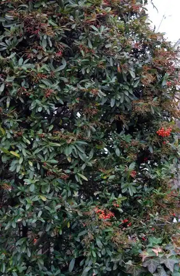 20110301Pyracantha.jpg