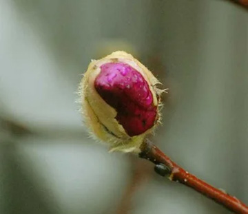 20110302Magnolia1.jpg