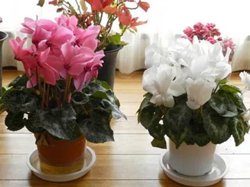 20110307Cyclamen.jpg