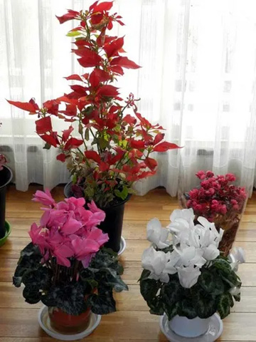 20110307Flower.jpg