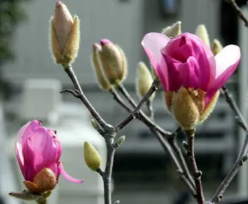 20110311Magnolia1.jpg