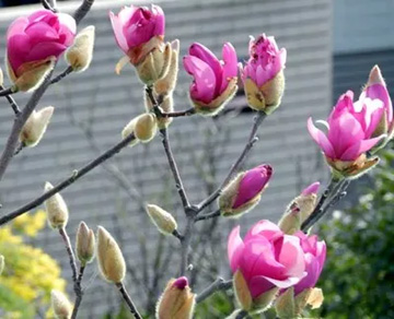 20110311Magnolia2.jpg